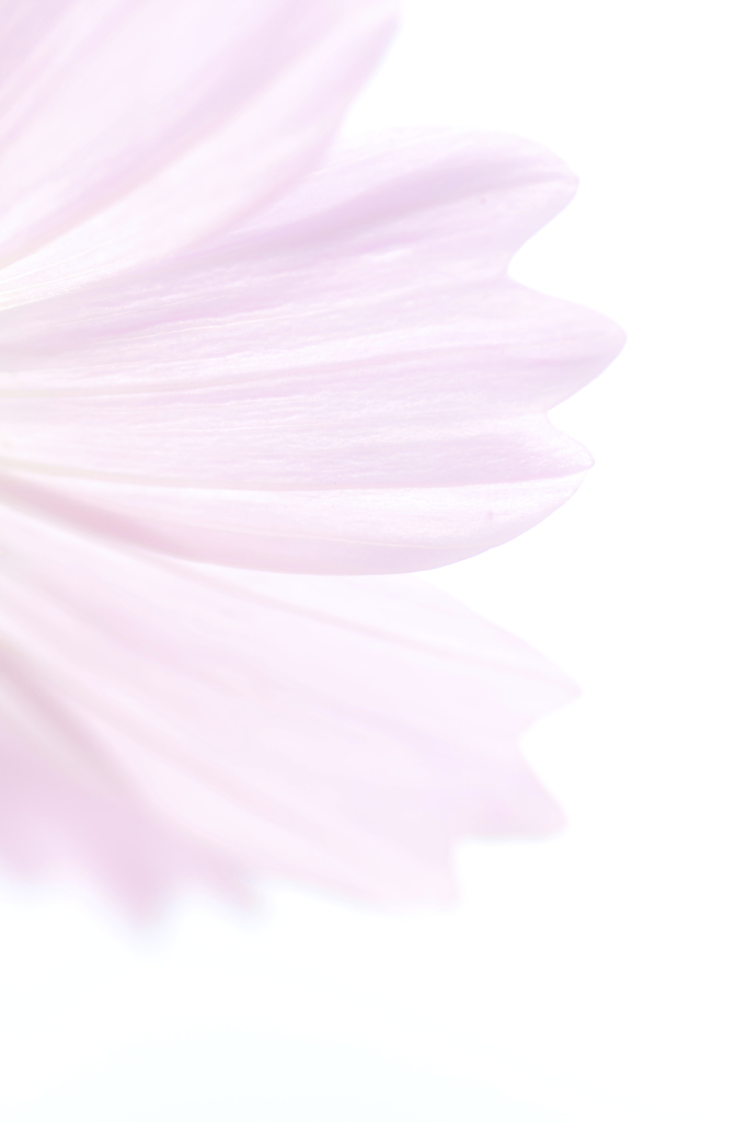 秋～桜～