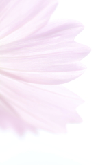 秋～桜～