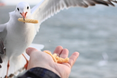 えびせん。