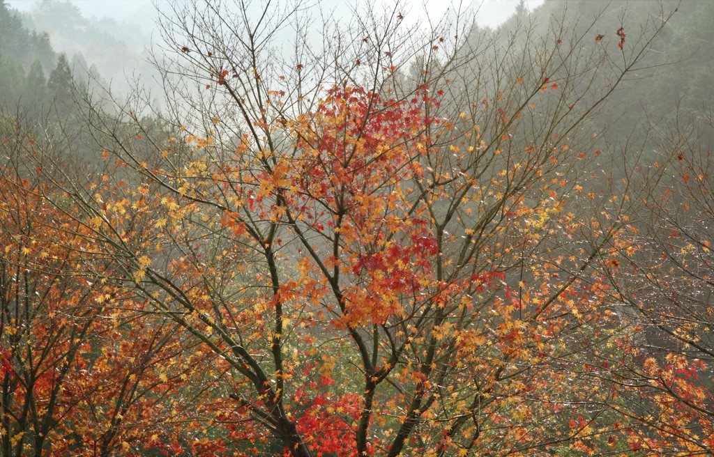 すぎゆく紅葉
