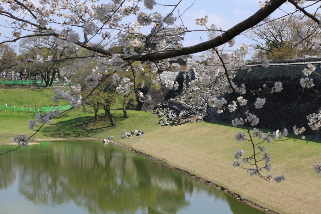 熊本城の桜