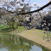 熊本城の桜