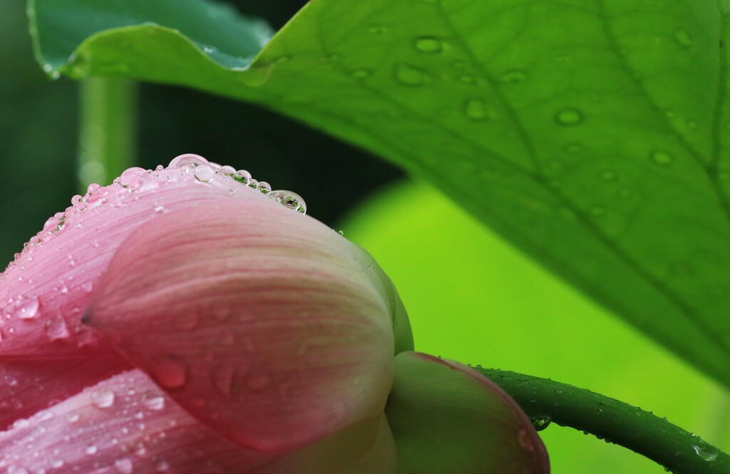 雨にうたれて