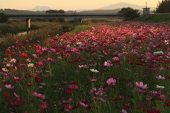 夕暮れコスモス