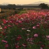 夕暮れコスモス