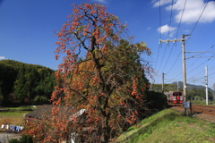 柿のある風景