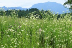 野の花いっぱい！