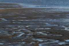 滑石海岸の干潟