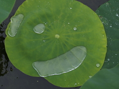 笑う