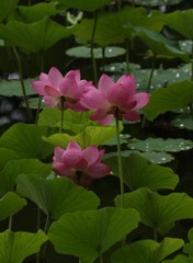 朝陽をあびて