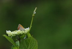 あまやどり