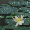雨に咲く