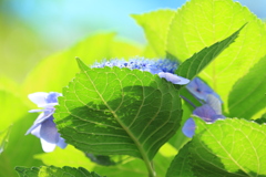 爽やかな紫陽花