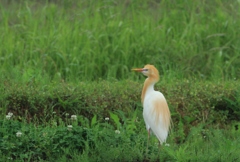 アマサギ