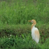 アマサギ
