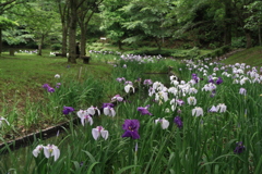 立岡公園の花菖蒲