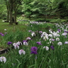 立岡公園の花菖蒲