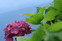 雨上りの紫陽花