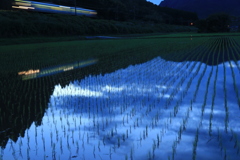 暮れゆく早苗田