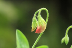 ほんのり染まって