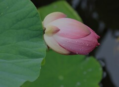 雨にうたれて