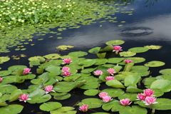 睡蓮花