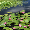 睡蓮花