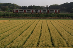 麦も収穫をむかえました