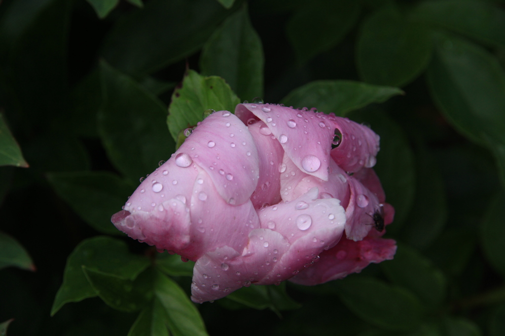 雨の日の芍薬、雫が重たそう