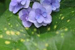 雨にぬれた紫陽花
