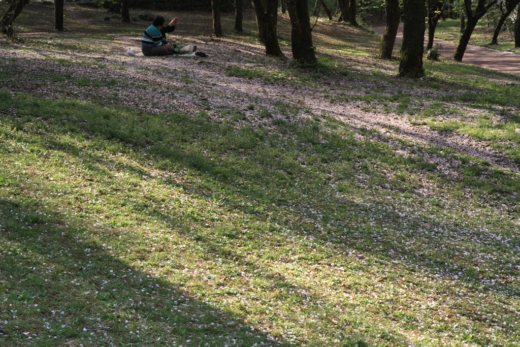 桜の絨毯