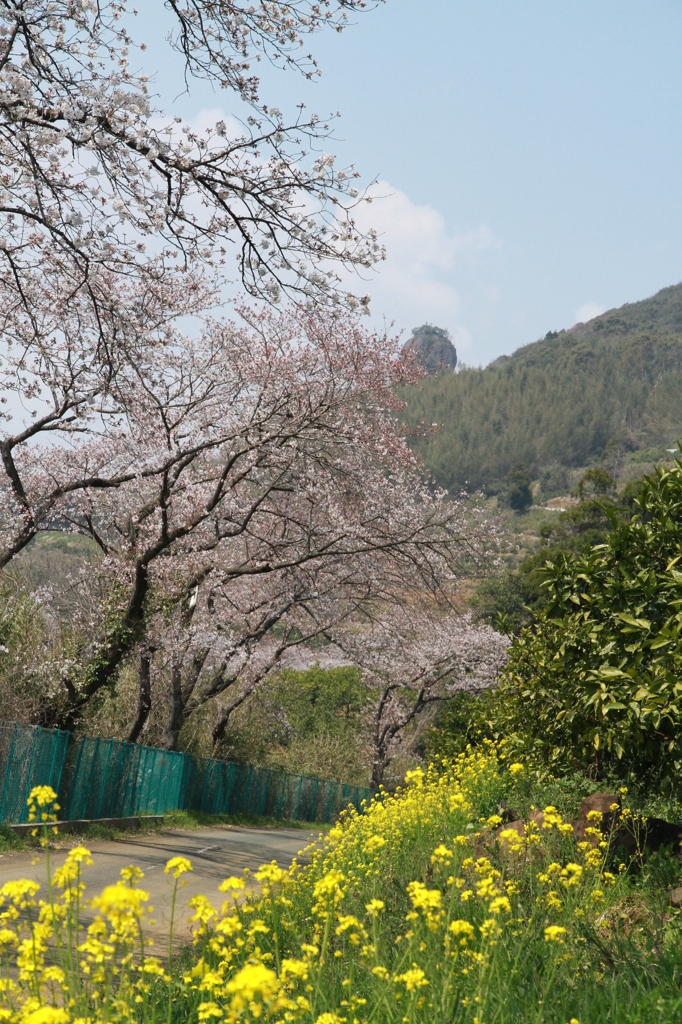 桜風景