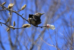 春風にゆられて