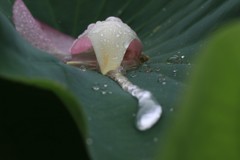 雨の雫