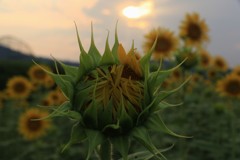 おこってるの～