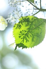 紫陽花