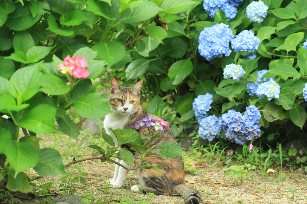紫陽花とラムちゃん