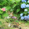 紫陽花とラムちゃん