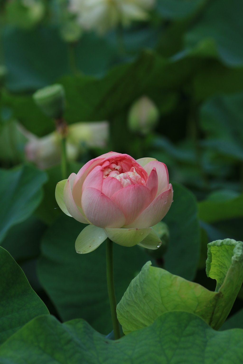 蓮の花