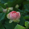 蓮の花