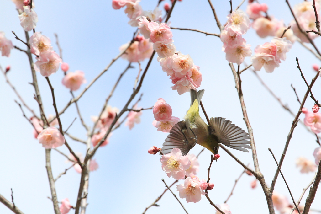 IMG_6701メジロさん