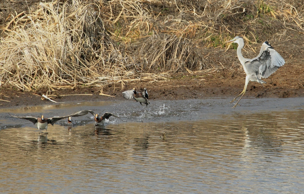 IMG_3118k威嚇