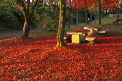 落ち葉の公園