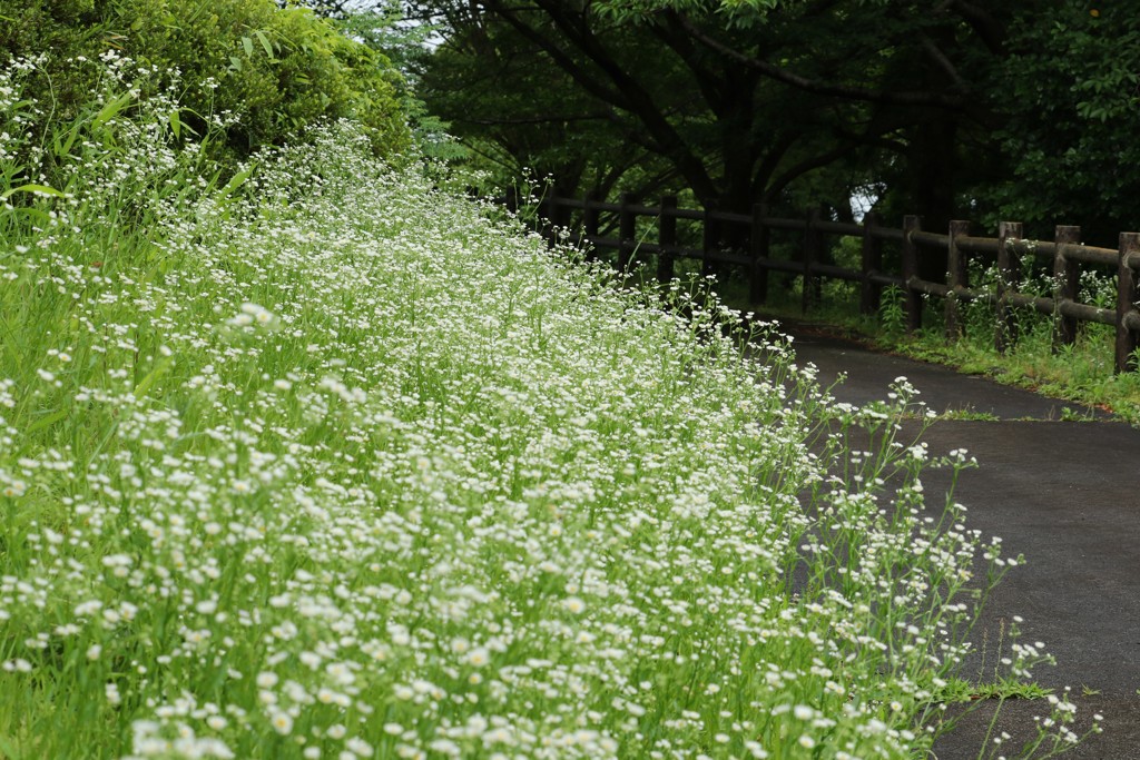 散歩道