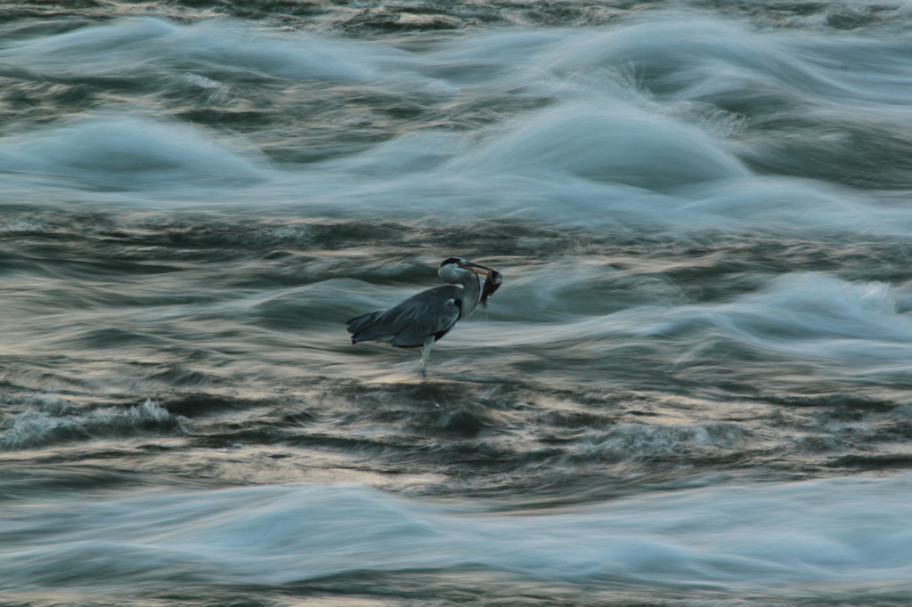 IMG_7273ゲット！