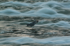 IMG_7273ゲット！