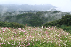 雨にうたれて