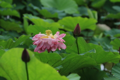 蓮もそろそろ終わりになりましたね。