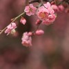 しだれ梅
