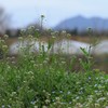 はるの野